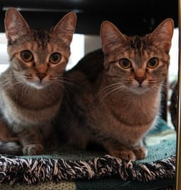 Thelma And Louise image 2