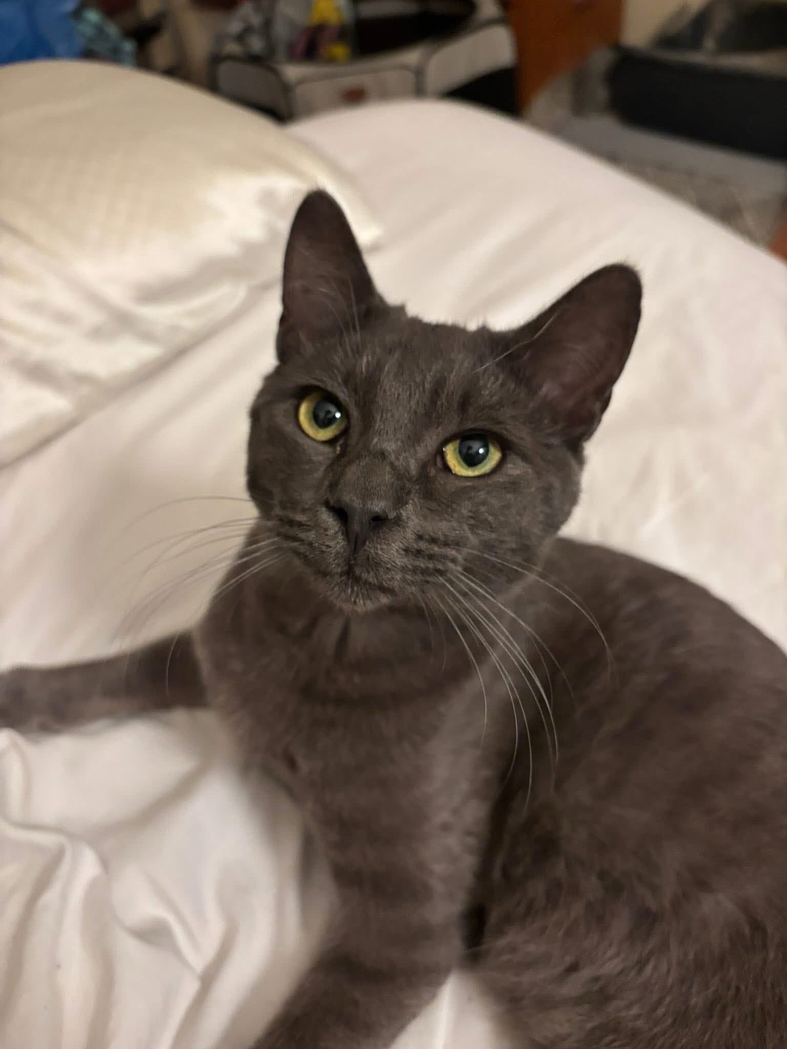 Washington Dc - Domestic Short Hair