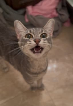 Tallulah image 1