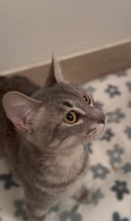 Tallulah image 2