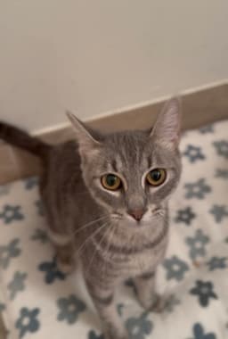 Tallulah image 3