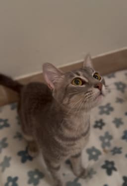 Tallulah image 4