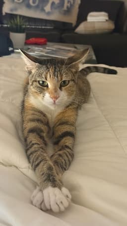 Charlie image 3