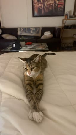 Charlie image 4