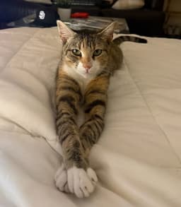 Charlie image 1