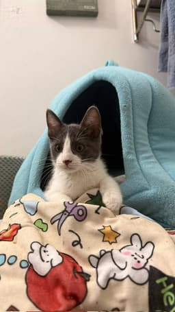 Mia image 2