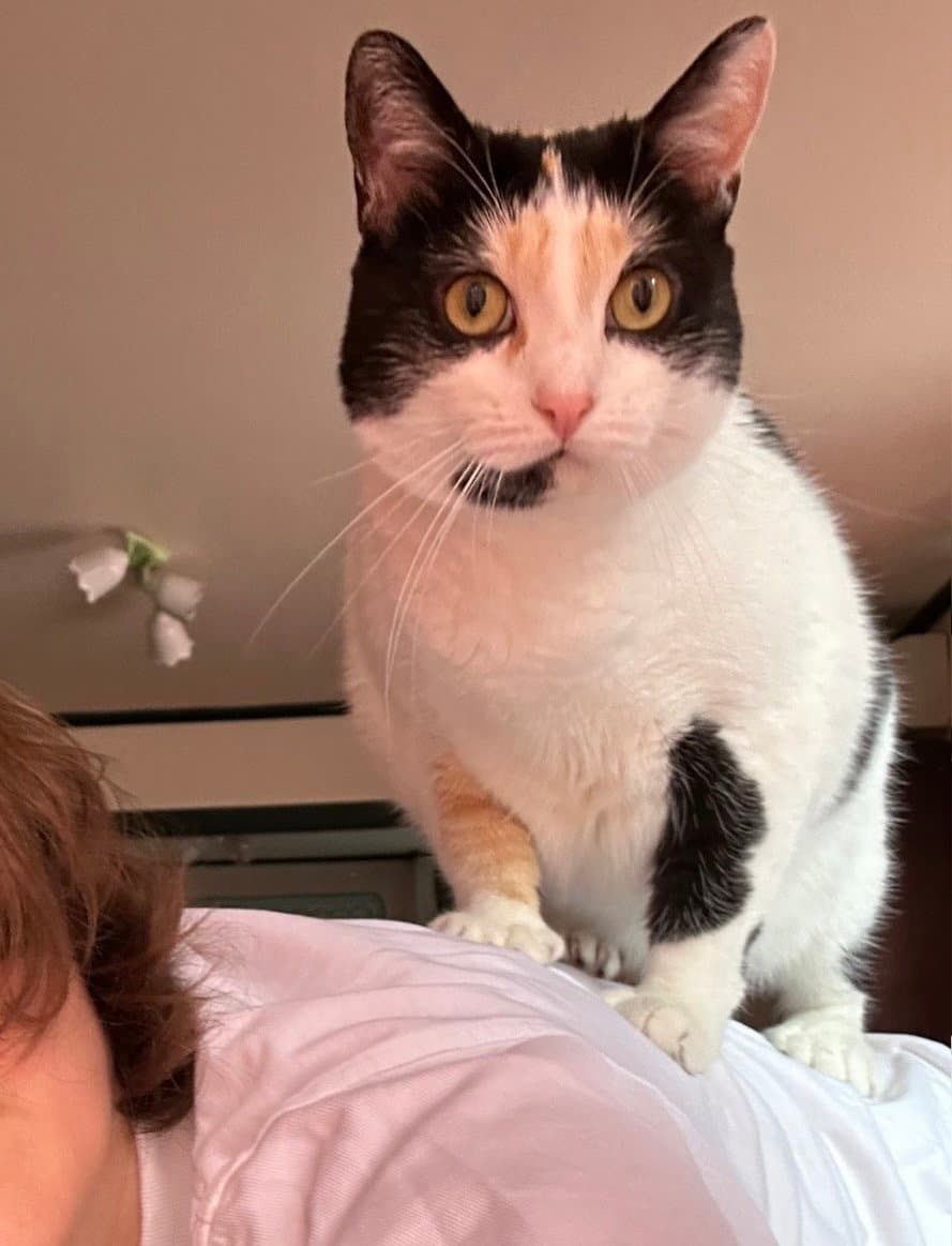 Digit - Calico