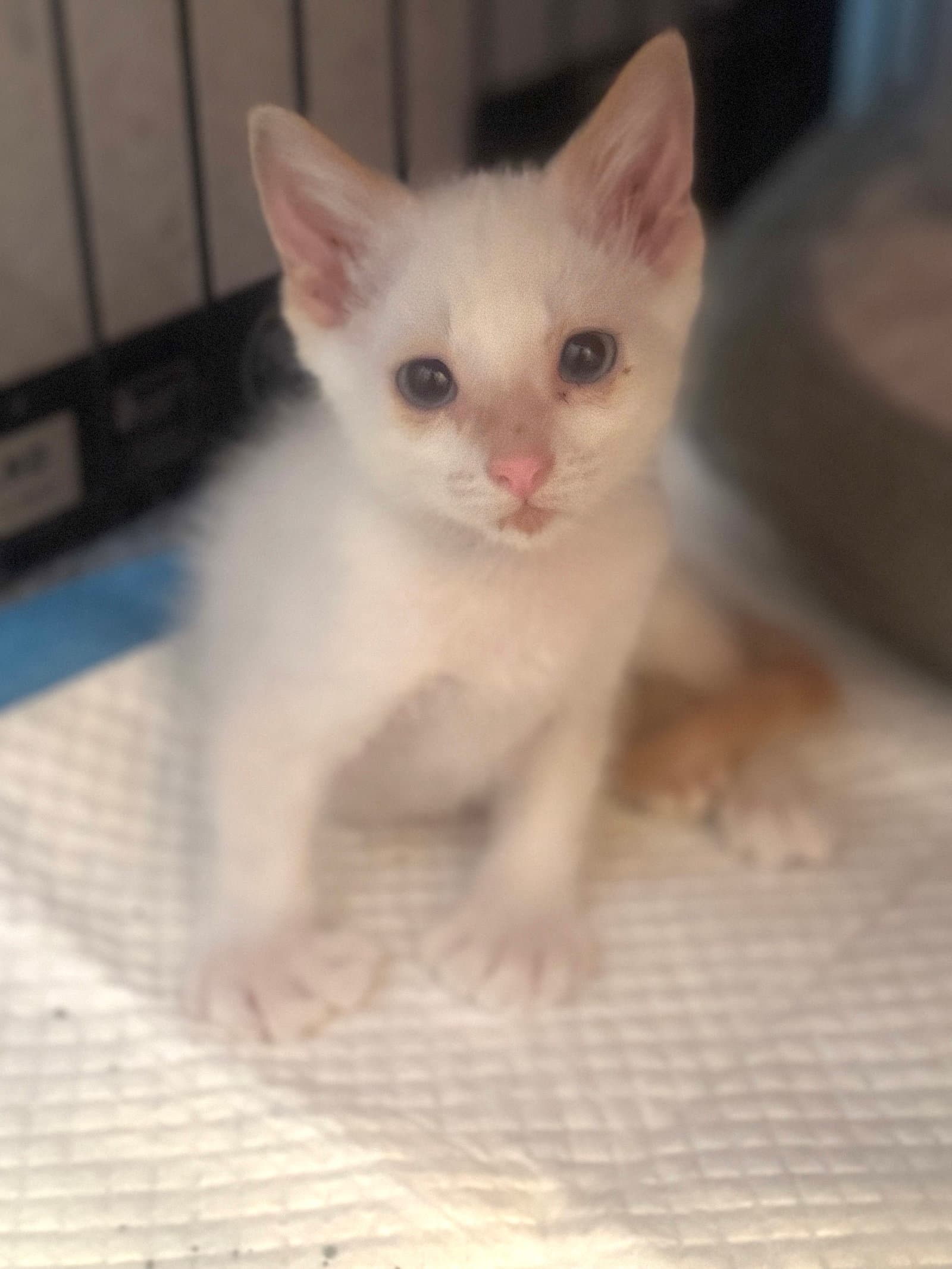 Wiley Creamer - Siamese