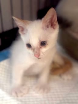 Wiley Creamer image 2