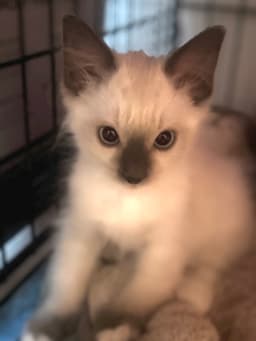 Runty image 1