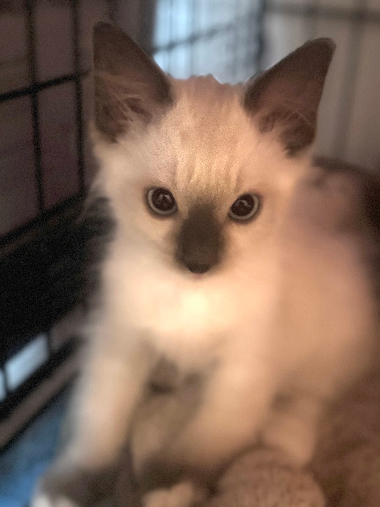 Runty - Siamese