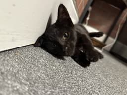 Nori image 3