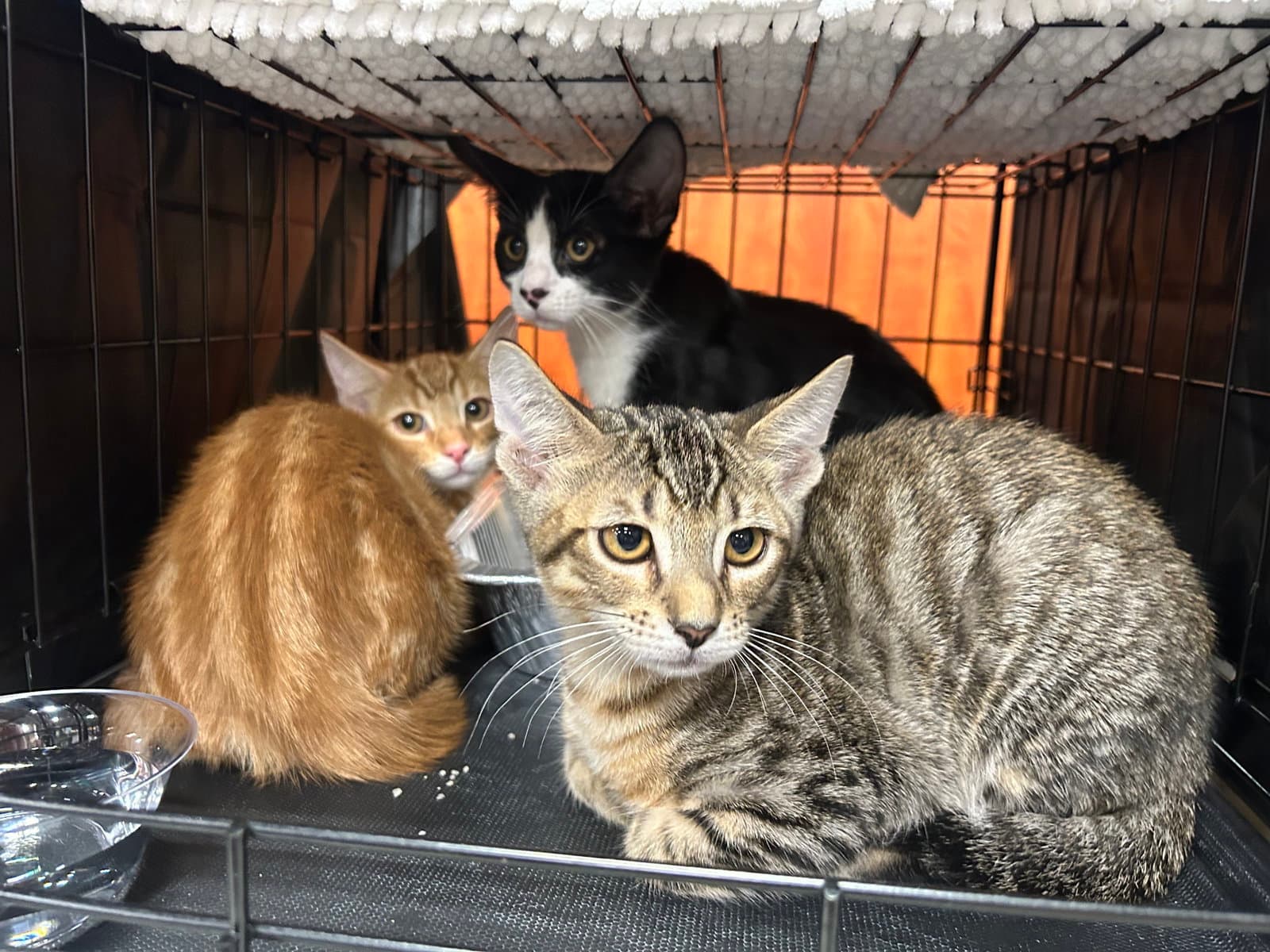 Tiger - Domestic Short Hair