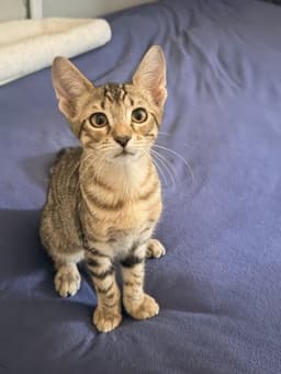 Tiger image 4