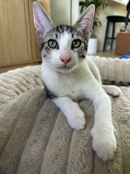 Sammy image 1