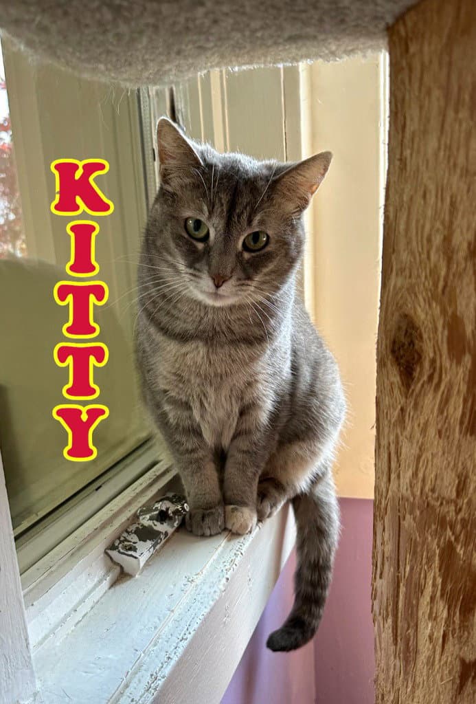 Kitty Foreman - Domestic Short Hair