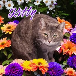 Kitty Foreman image 4
