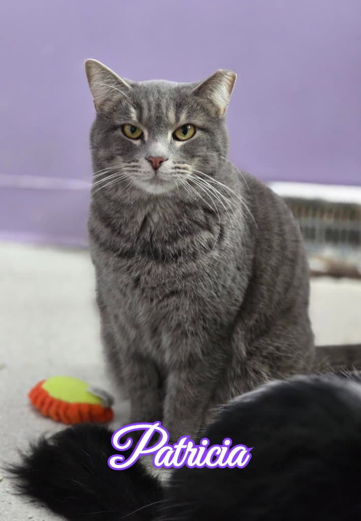 Patricia - Domestic Short Hair