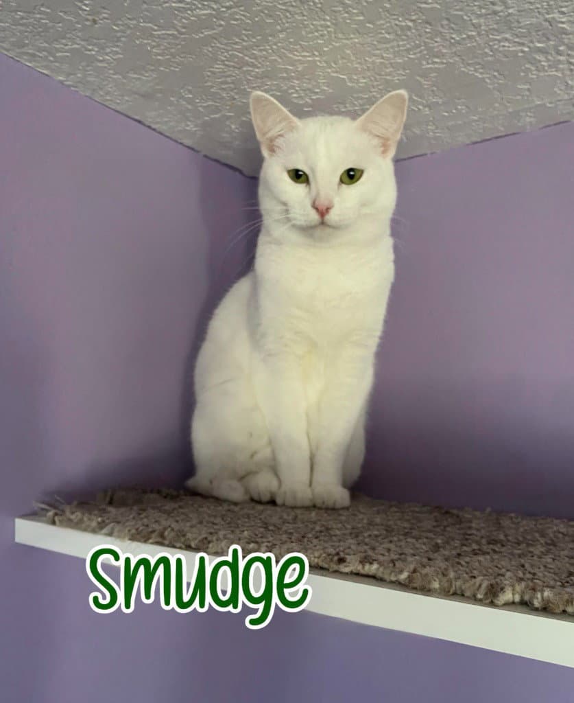 Smudge - Domestic Short Hair