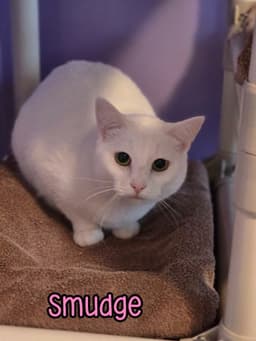 Smudge image 2