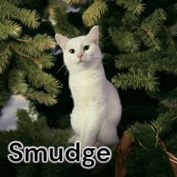 Smudge image 4