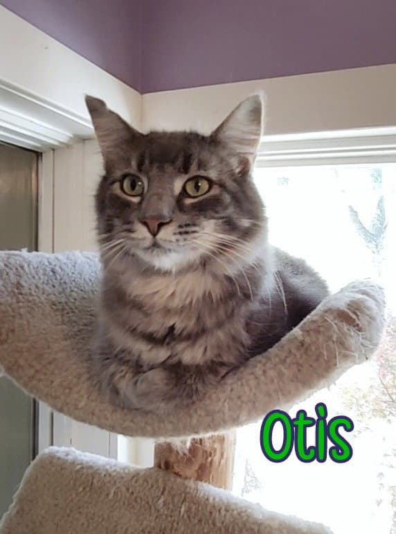 Otis Bay Bridge - Domestic Medium Hair