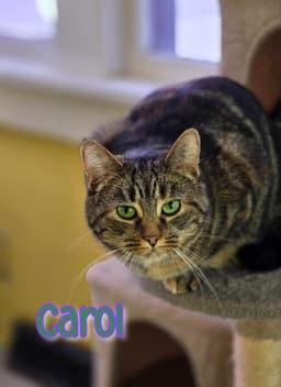 Carol image 1