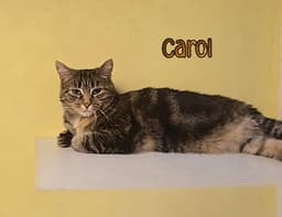Carol image 2