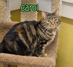 Carol image 3