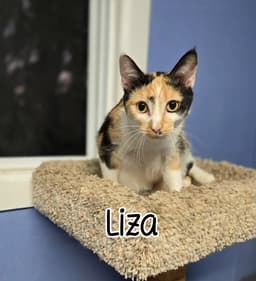 Liza image 1
