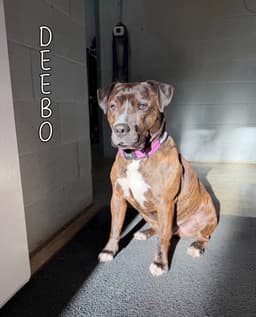 Deebo image 1