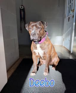 Deebo image 2
