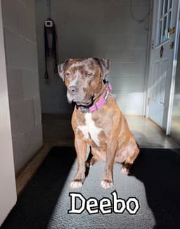 Deebo image 3