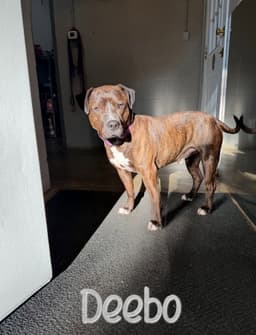 Deebo image 4