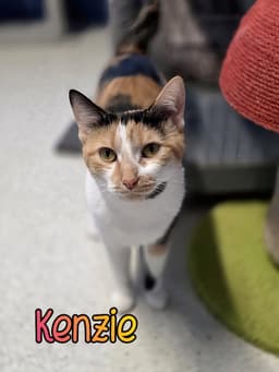 Kenzie image 1