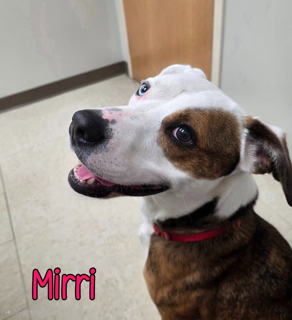 Mirri - Australian Shepherd