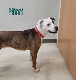 Mirri image 2