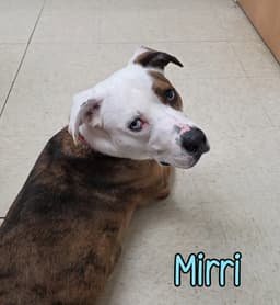 Mirri image 3