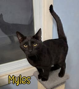 Myles image 1