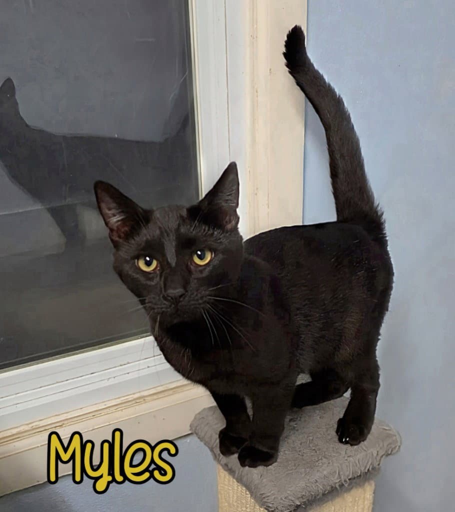 Myles - Domestic Short Hair