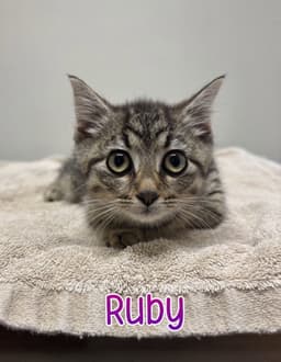 Ruby image 1