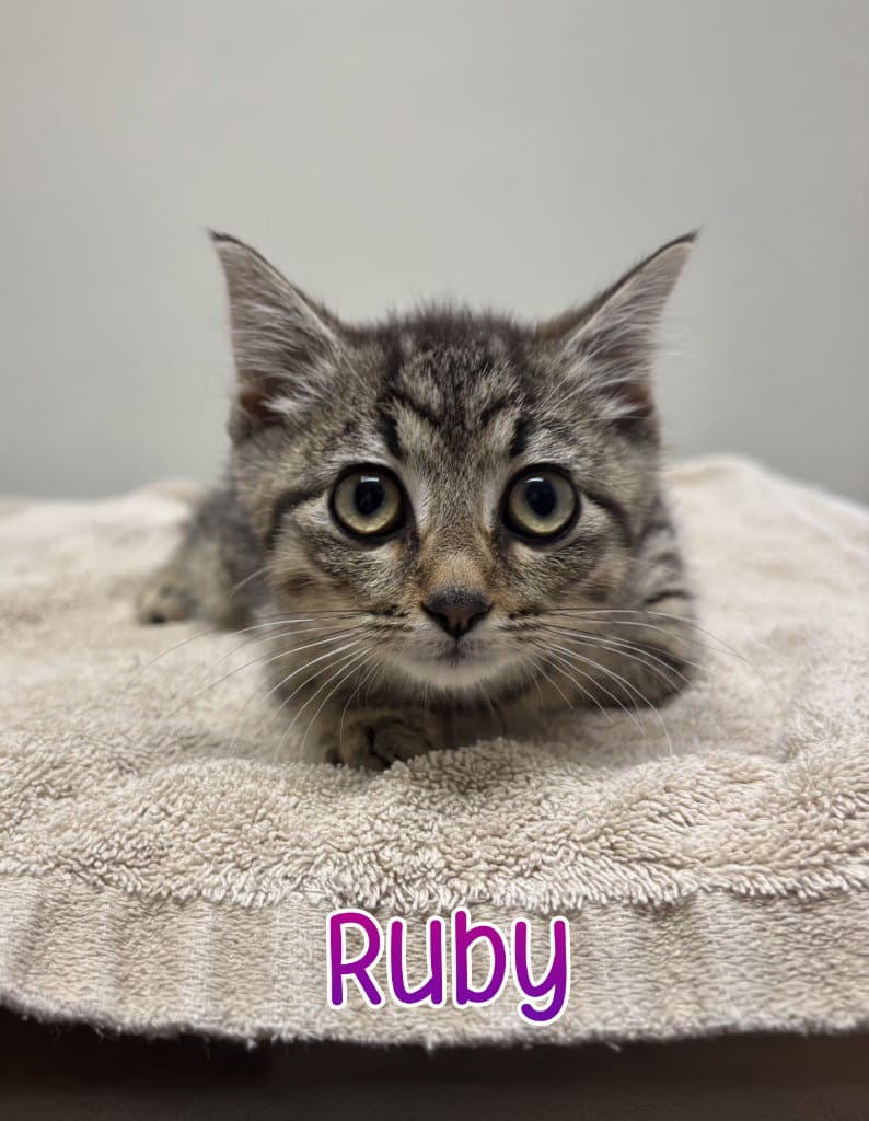 Ruby - Domestic Short Hair