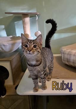 Ruby image 2