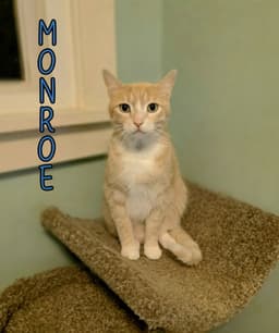 Monroe image 1