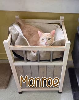 Monroe image 2