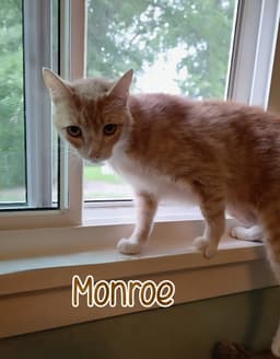Monroe image 3
