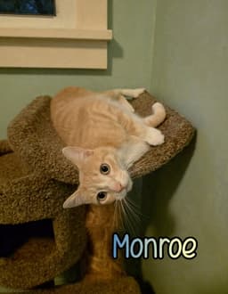 Monroe image 4