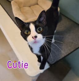 Cutie image 1