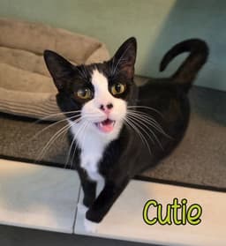 Cutie image 3