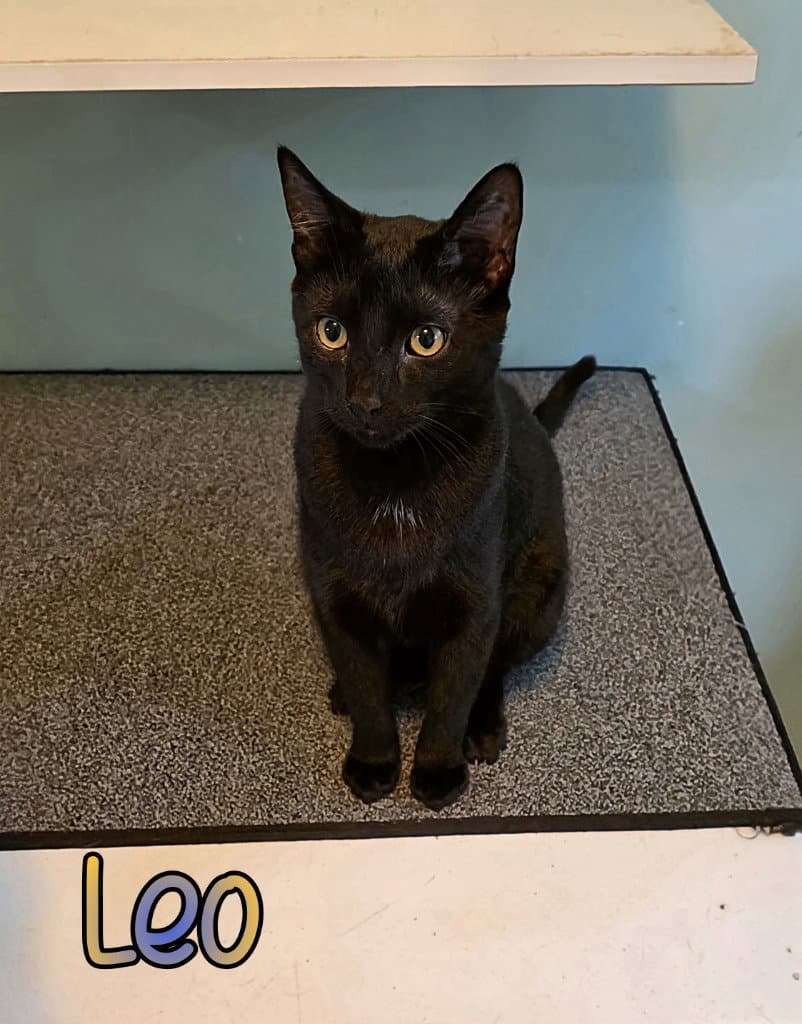 Leo - Domestic Short Hair
